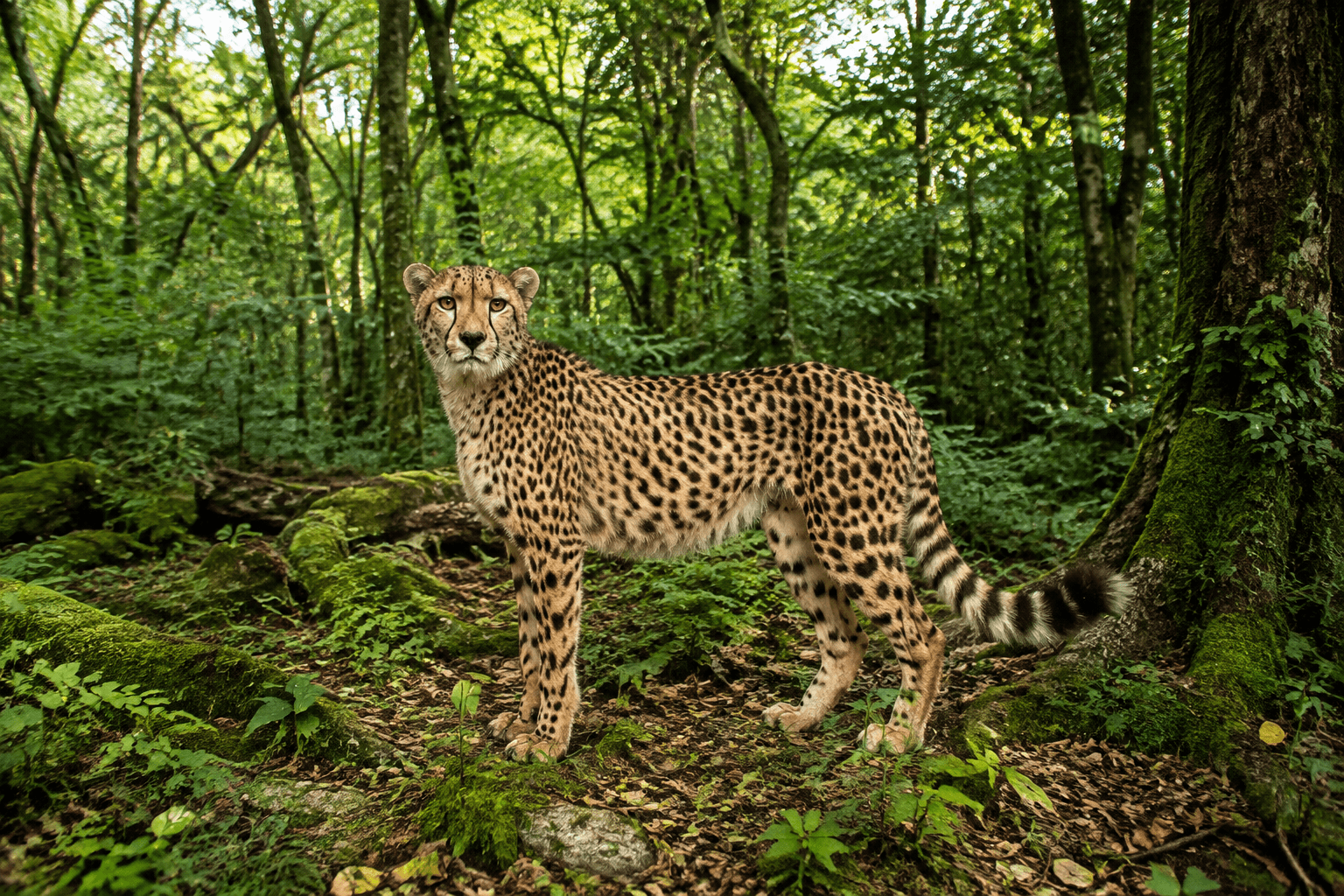 A cheetah in a lush forest, illustrating the image watermarking workflow